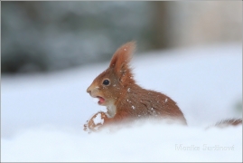 <p>VEVERKA OBECNÁ (Sciurus vulgaris) ---- /Red squirrel - Eichhörnchen/</p>